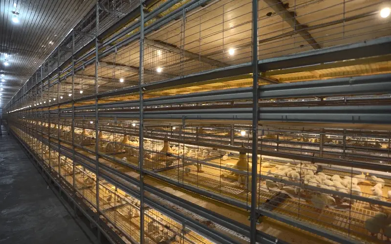 GE Maxxima poultry equipment for efficiency