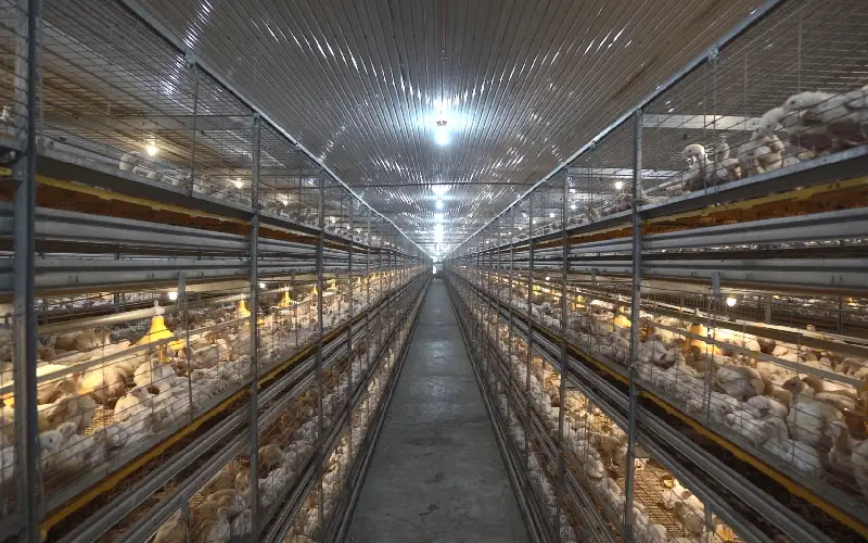 GE Maxxima automated poultry farming system