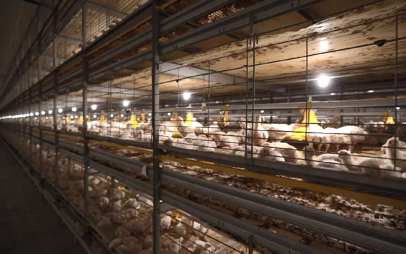 GE Maxxima poultry setup for improved productivity