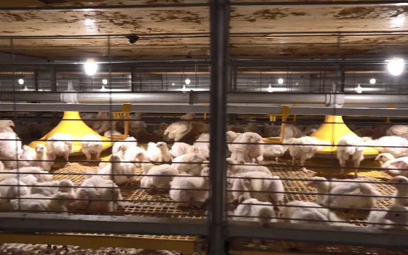 GE Maxxima advanced poultry farming solutions