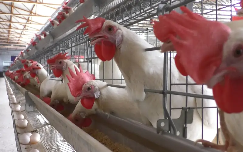 GE Royal Plus poultry farming equipment