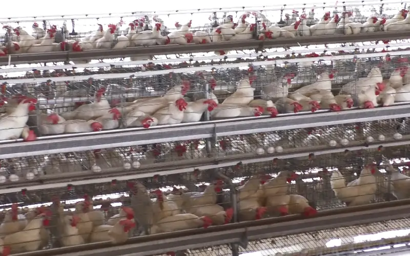 GE Royal Plus advanced poultry system