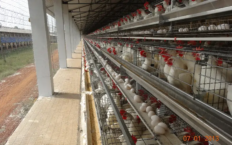 GE Royal Plus poultry farming solutions