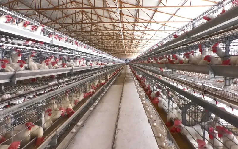 GE Royal Plus automated poultry system