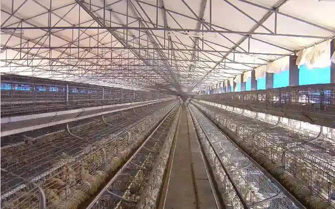 GE Royal brooder poultry equipment