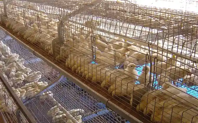 GE Royal brooder system for poultry farms
