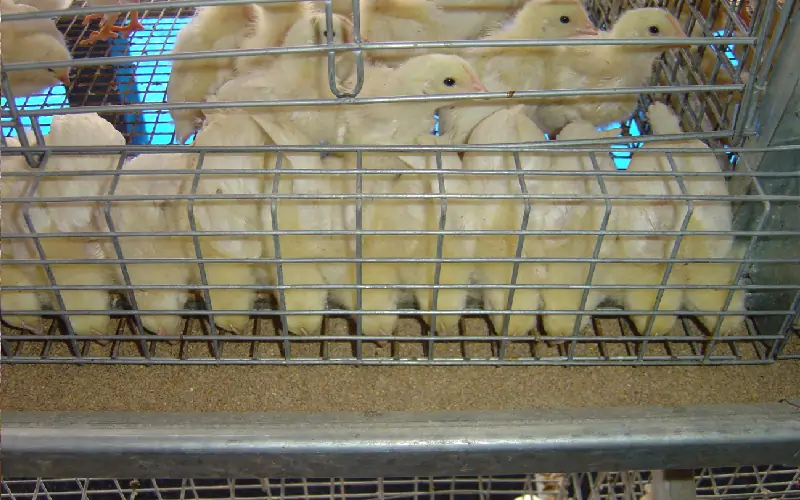 GE Royal brooder for efficient poultry farming