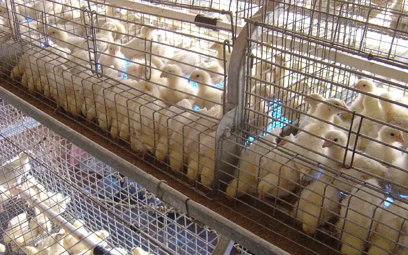 GE Royal poultry brooder for better growth