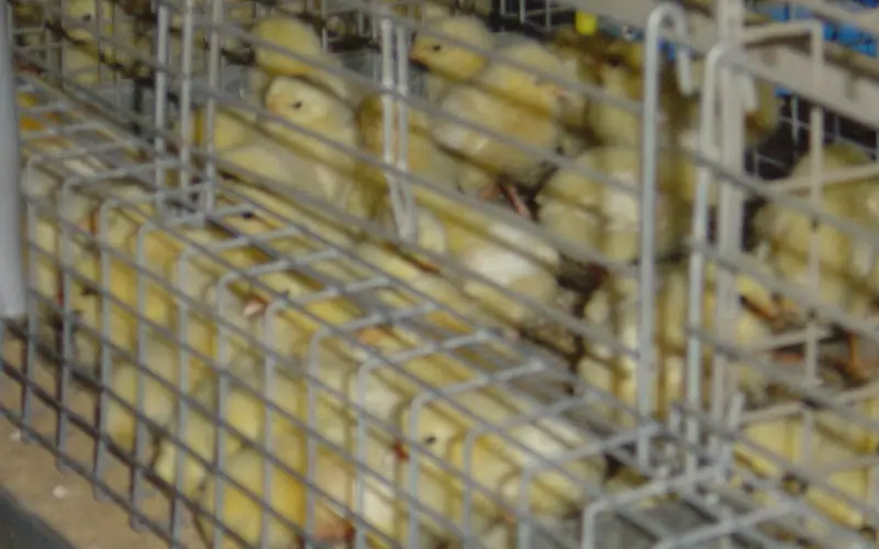 GE Royal advanced brooder system for poultry