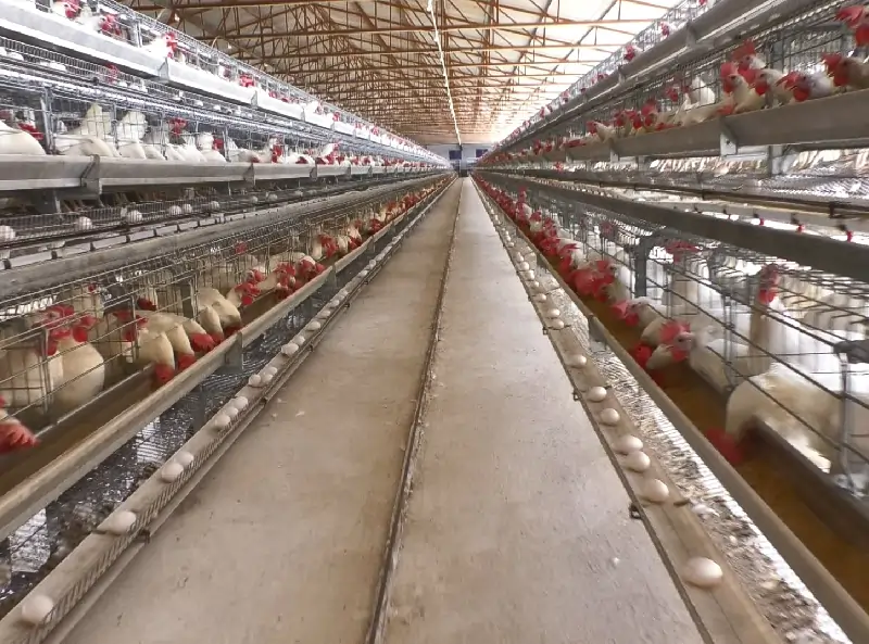 GE Royal poultry farming equipment
