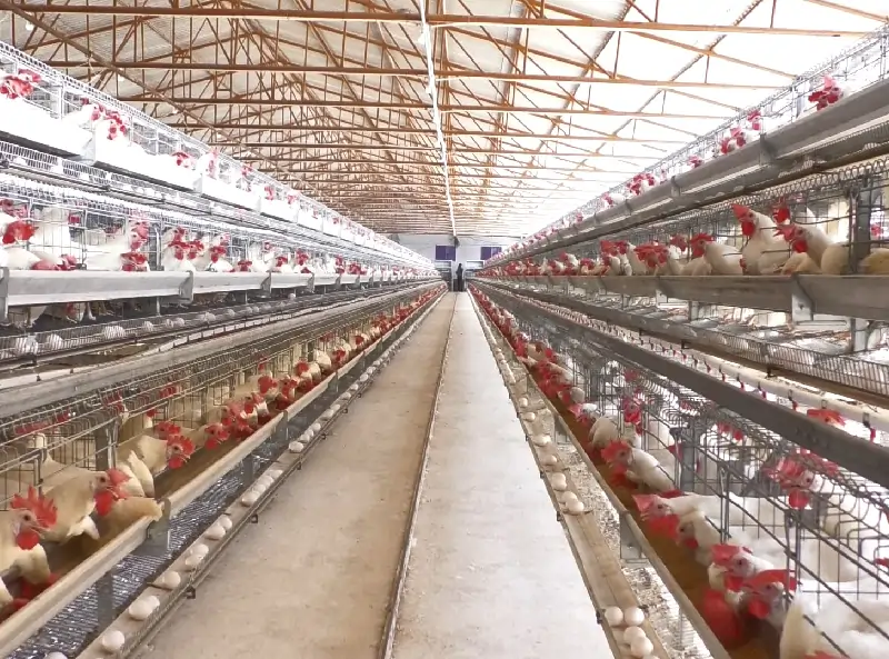 GE Royal poultry system for efficient farming