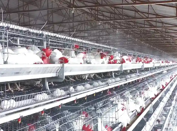 GE Royal advanced poultry equipment