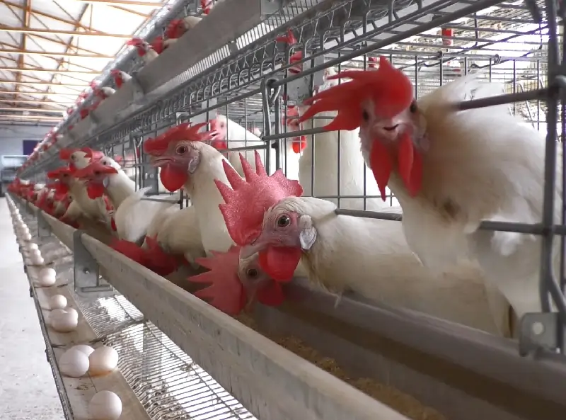GE Royal poultry farming solutions