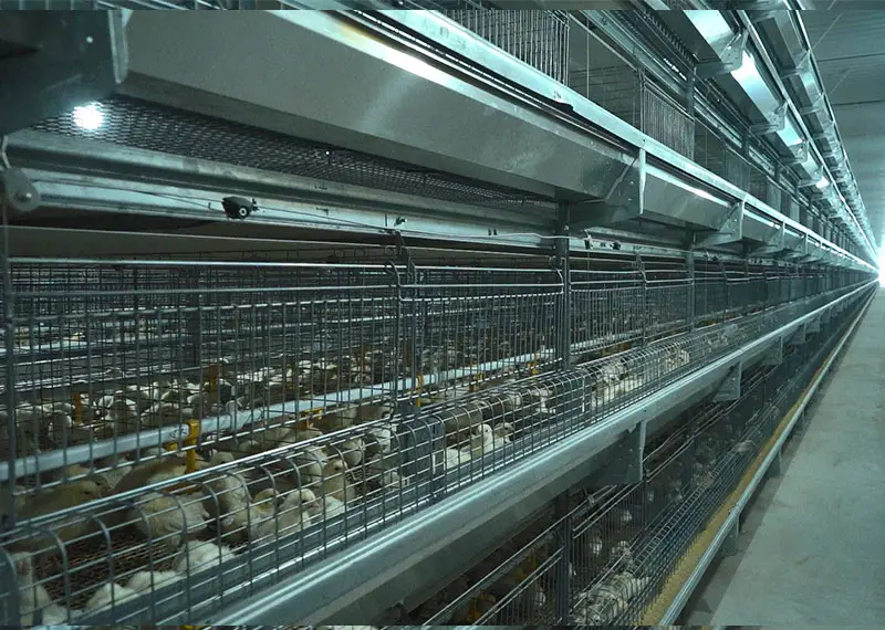 GE Ultima breeder pullet system for poultry farms