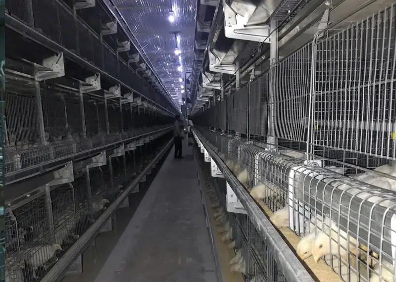 GE Ultima breeder pullet features and benefits