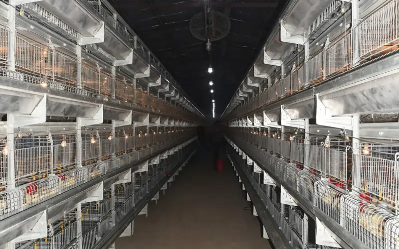 GE Ultima pullet poultry equipment