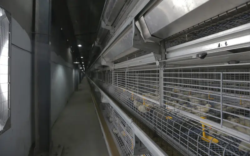 GE Ultima pullet system for poultry farms