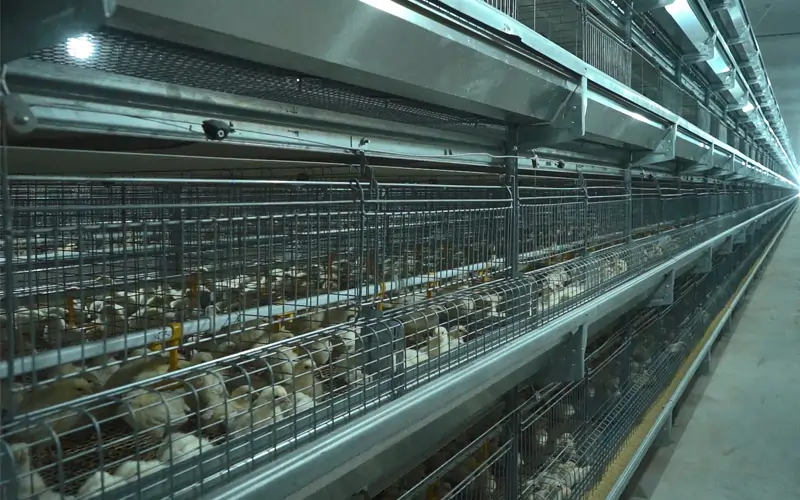GE Ultima pullet poultry setup
